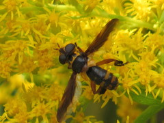 Trichopoda plumipes