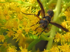 Trichopoda plumipes