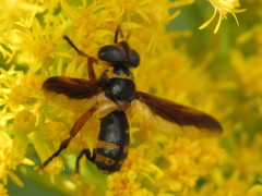 Trichopoda plumipes
