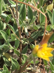 Nothoscordum montevidense