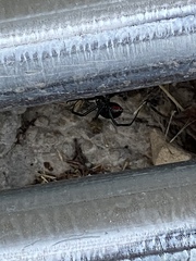 Latrodectus hesperus