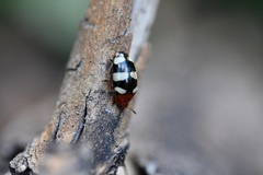 Callischyrus candezei