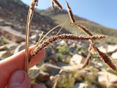 Carex congdonii