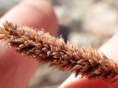 Carex congdonii