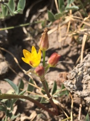 Nothoscordum montevidense