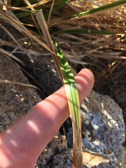 Carex congdonii