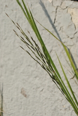 Canegrass (Leptochloa fusca)