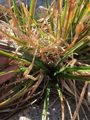 Carex congdonii