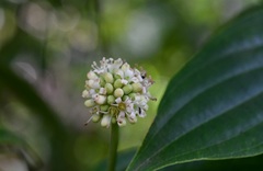Cornus disciflora