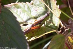 Pseudochorthippus curtipennis