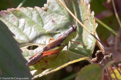 Pseudochorthippus curtipennis
