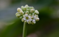 Cornus disciflora