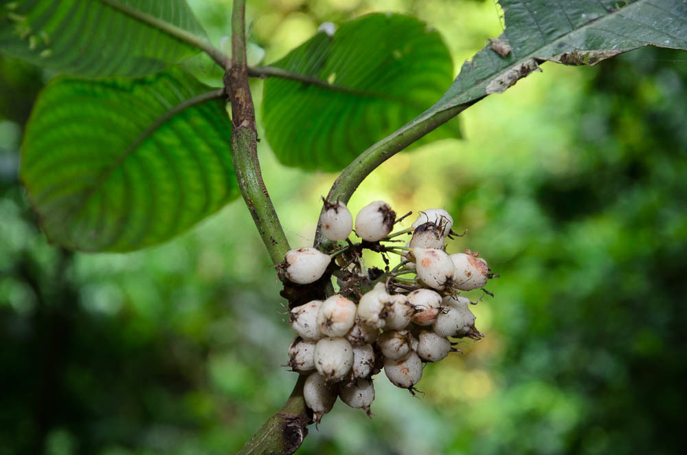 Mycetia pubifolia (Mycetia pubifolia)
