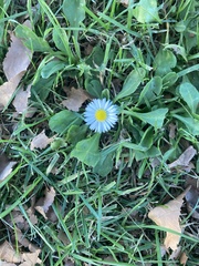 Bellis perennis
