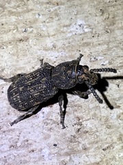 Xylinada