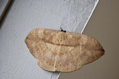 Sphingognatha asclepiades