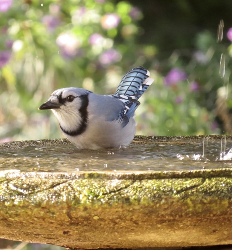 Blue Jay photographed in New Jersey