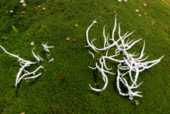 Thamnolia vermicularis vermicularis