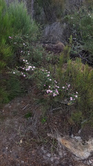 Leptospermum rotundifolium