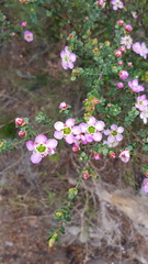 Leptospermum rotundifolium