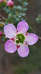 Leptospermum rotundifolium