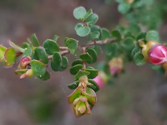 Leptospermum rotundifolium
