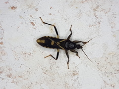 Rasahus sulcicollis