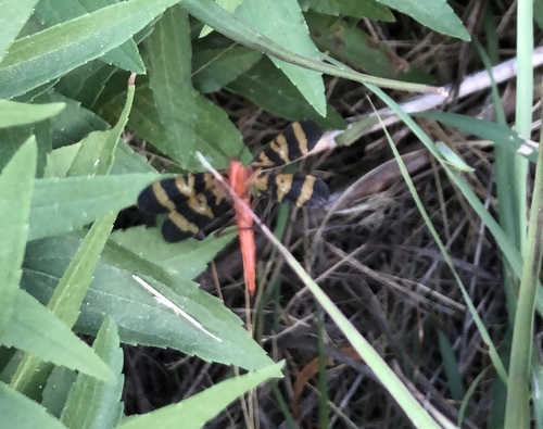 Nuptial Scorpionfly photo 6