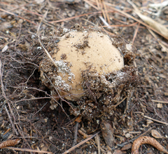 Austroboletus subflavidus