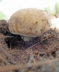 Austroboletus subflavidus