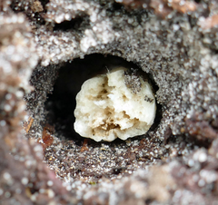 Austroboletus subflavidus