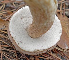 Austroboletus subflavidus