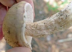 Austroboletus subflavidus