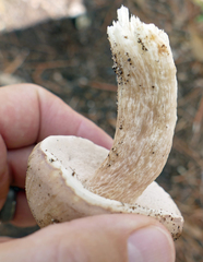 Austroboletus subflavidus