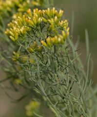 Euthamia gymnospermoides