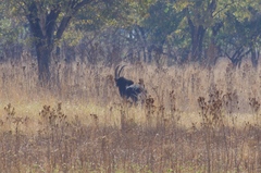 Hippotragus niger niger