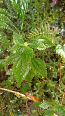 Chamabainia cuspidata