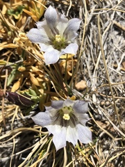 Gentiana newberryi tiogana