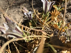 Gentiana newberryi tiogana