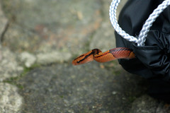 Oreocryptophis porphyraceus