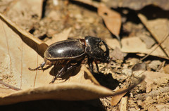 Trichogomphus mongol