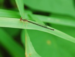 Platycnemis phyllopoda