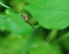Platycnemis phyllopoda