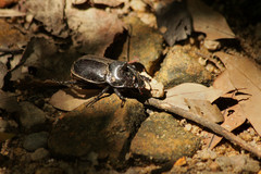 Trichogomphus mongol