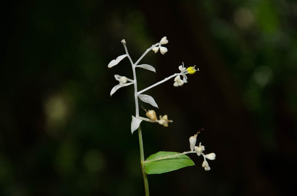 Streptolirion