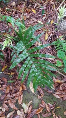 Microsorum pustulatum