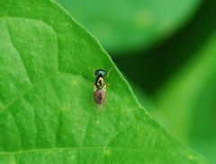 Microchrysa flaviventris