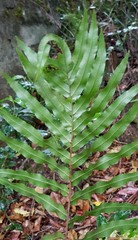 Microsorum pustulatum