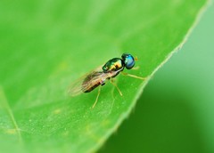 Microchrysa flaviventris