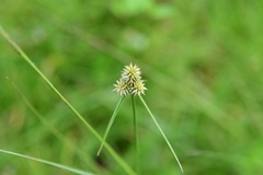 Cyperus svensonii
